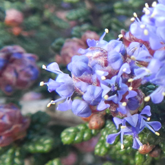Ceanothus impressus