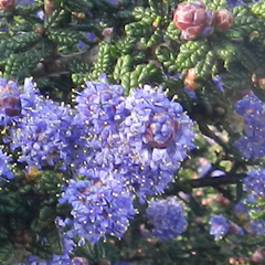 Ceanothus impressus