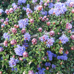 Ceanothus impressus