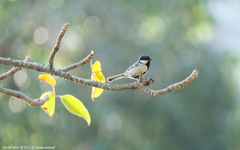 Parus minor commixtus