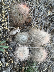Echinocereus reichenbachii baileyi