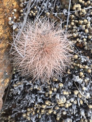 Echinocereus reichenbachii baileyi