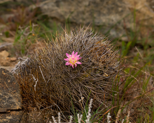Eriosyce nigrihorrida