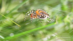 Alpaida gallardoi