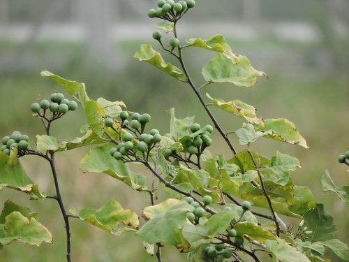 Turkey Berry