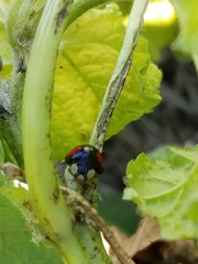 Harmonia axyridis