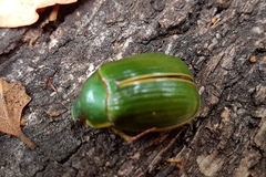 Stethaspis suturalis