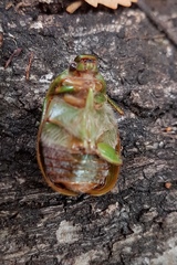 Stethaspis suturalis