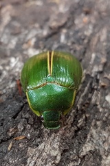 Stethaspis suturalis