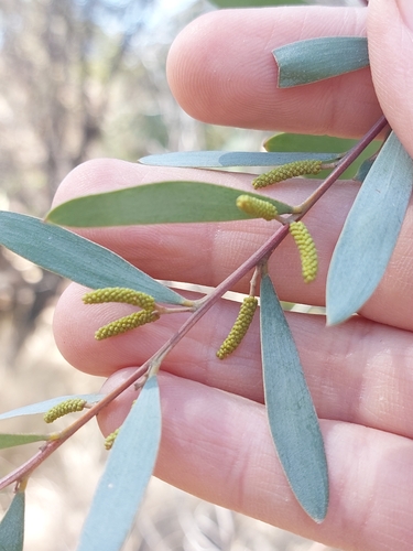 Acacia burrowii, 2023-09-10
