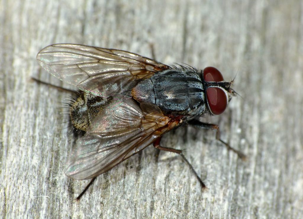 false stable fly