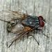 False Stable Fly - Photo (c) Steve Kerr, some rights reserved (CC BY), uploaded by Steve Kerr