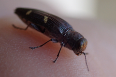 Nascioides enysi