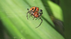Alpaida gallardoi