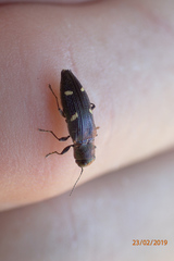 Nascioides enysi
