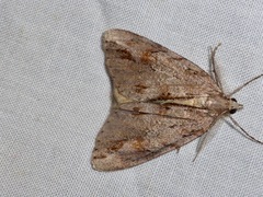 Pseudocoremia lupinata