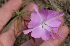 Clarkia breweri