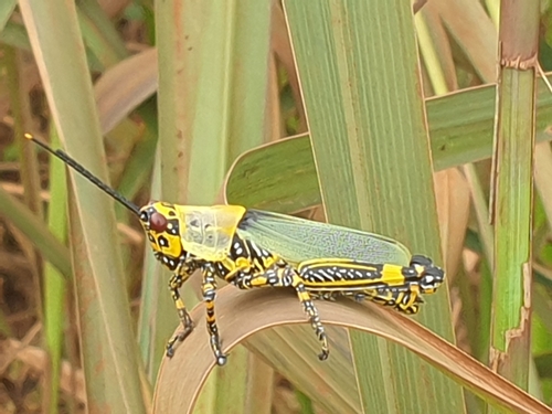 Variegated grasshopper