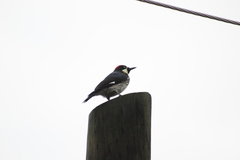 Melanerpes formicivorus