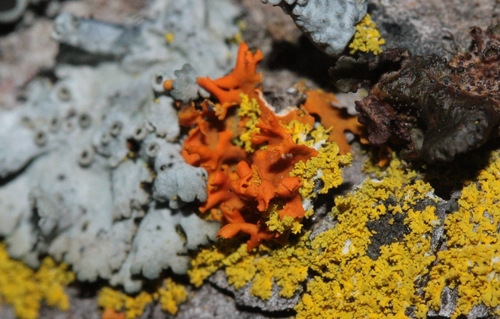 Xanthomendoza galericulata