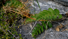 Gingidia montana