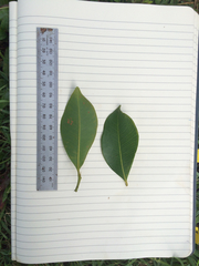 Syzygium hemilamprum