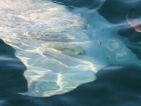 White suckerfish (Remora albescens) — Echeneidae