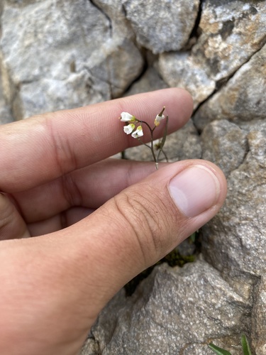 Draba siliquosa, photograph 2