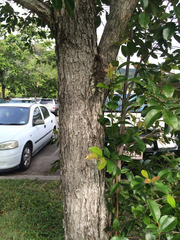 Syzygium hemilamprum