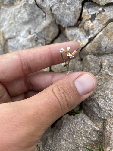Draba siliquosa, photograph 5
