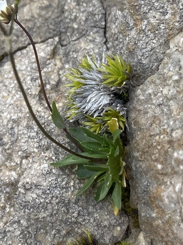 Draba siliquosa, photograph 3