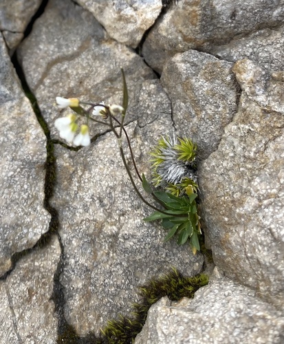 Carinthian Whitlow-grass (Draba siliquosa)