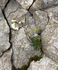 Draba siliquosa