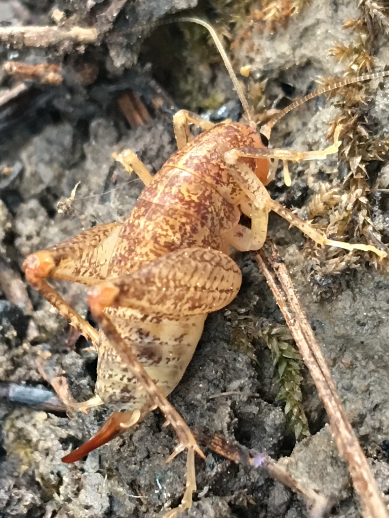 Pristoceuthophilus pacificus