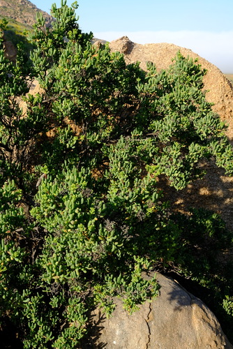 Stoeberia arborea