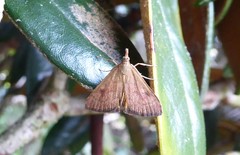 Mnesictena flavidalis
