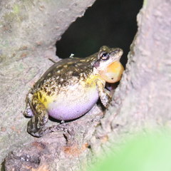 Scinax nasicus