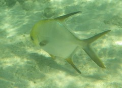 Trachinotus blochii