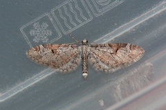 Eupithecia nevadata