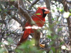 Cardinalis cardinalis mariae