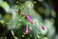 Strobilanthes hamiltoniana