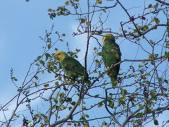 Amazona oratrix tresmariae