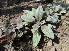 Phacelia phacelioides