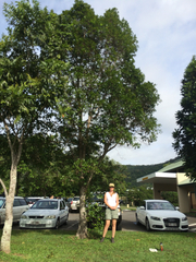 Syzygium hemilamprum