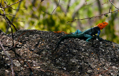 Kirk's Rock Agama photo 3