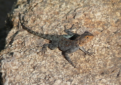 Kirk's Rock Agama photo 4