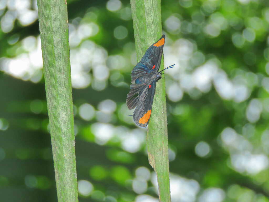 Melanis unxia