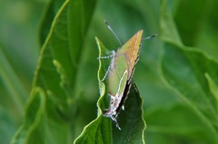 Electrostrymon guzanta