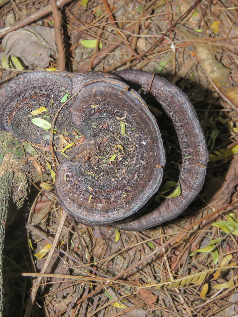 Hexagonia hydnoides · June 2023 · photo: © diogoluiz (iNaturalist, cc-by)