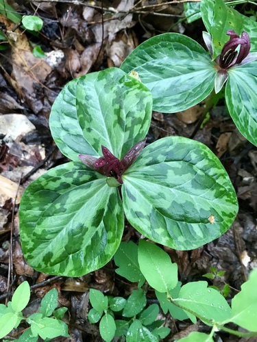 Mississippi River wakerobin